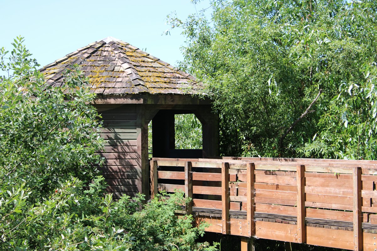 Timber gazebo and walkway surrounded by green trees