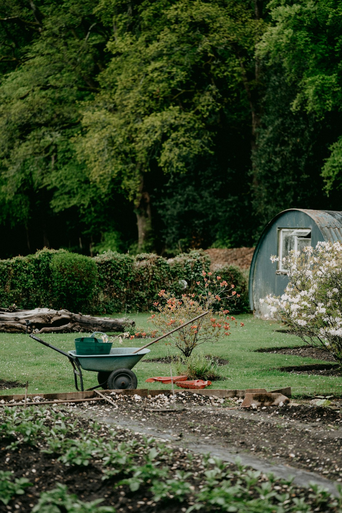 Wheelbarrow in a garden with a small shed and flowering bushes